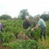 Les vendanges de la vigne du s