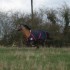 départ au galop