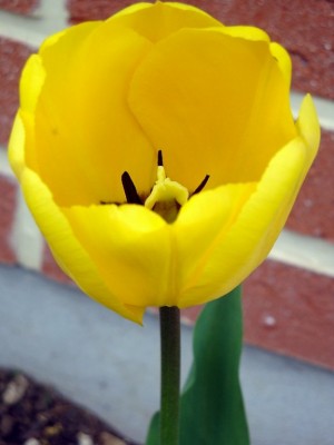 enfin mes tulipes son sortie...