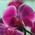 les orchidées