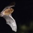 Pipistrelle commune à MOYENVI