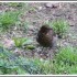 Turdus, la visiteuse réguliè