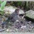 Turdus, la visiteuse réguliè