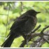 Turdus, la visiteuse réguliè