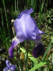 iris mauve