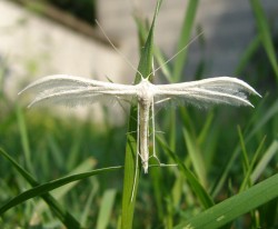 ptérophore blanc