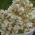 recette des beignets aux fleurs d'acacia
