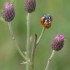 Ladybugs trio- by orestART