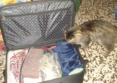pas de chat dans les bagages