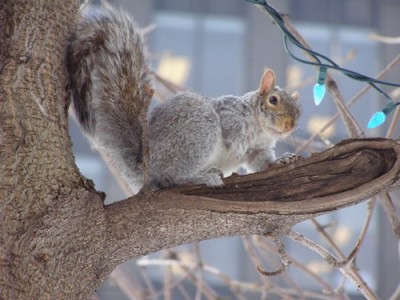 Un écureuil en plein centre ville en hiver, il faut le voir pour le croire