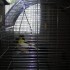 nos premiers canaris