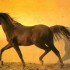 Les chevaux