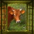 vache à la fenêtre