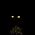 Sorties Nocturnes