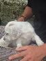 + Les Chiots +