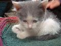 + Petits Chatons Adorables +
