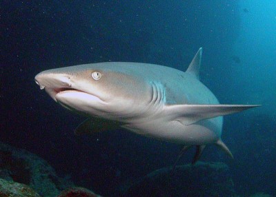 Requin corail : taille, description, biotope, habitat, reproduction