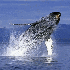La baleine grise