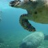 Sauver la tortue marine