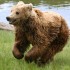 Sauvez l'ours brun d'Europe