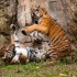 Bébés tigres