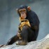 Le chimpanzé