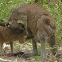 La naissance du petit kangourou