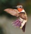 Le colibri à gorge rubis