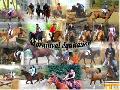 Chevaux
