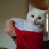 MLLE PILOU... 70e blog du mome