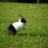 mOn lapin