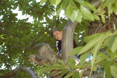 1 singe dans l’arbre