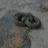 Un serpent dans le jardin