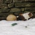 Surpris par le blanc