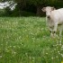LA  VACHE .