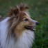 Les Chiens de Christine