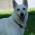 Les Chiens de Christine