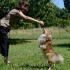 Les Chiens de Christine