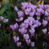 Les cyclamens
