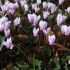Les cyclamens
