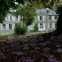 Les cyclamens