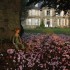 Les cyclamens