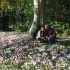 Les cyclamens