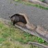 Les ours .
