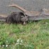 Les ours .