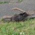 Les ours .