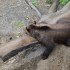 Les ours .