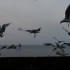 Gaston et les Mouettes .