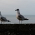Gaston et les Mouettes .