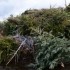 La mort du petit sapin .